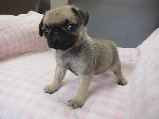 パグのサムネイル画像2