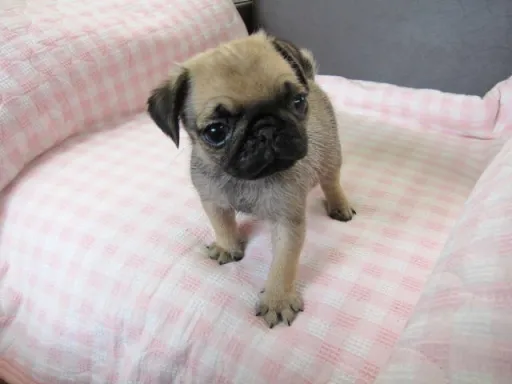 パグのサムネイル画像5