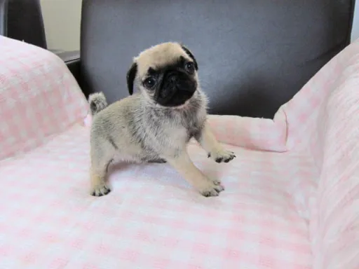 パグのサムネイル画像6
