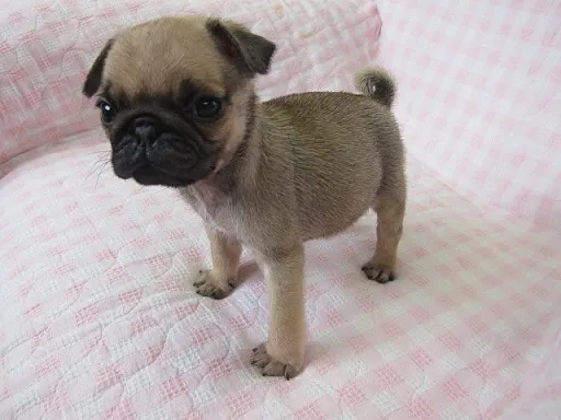 パグのサムネイル画像2