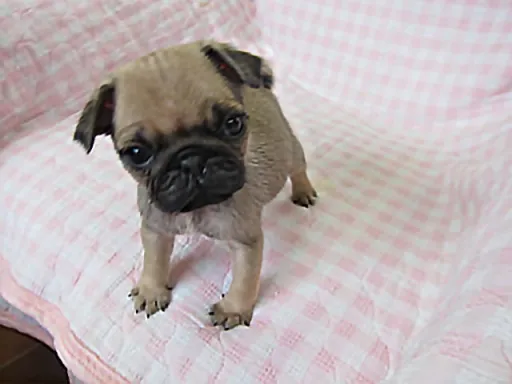 パグのサムネイル画像4