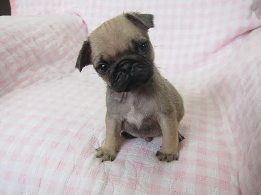 パグのサムネイル画像5