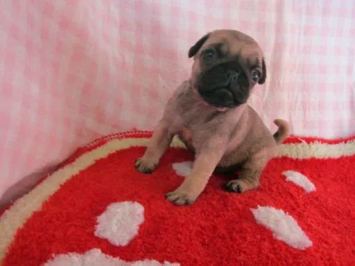 パグのサムネイル画像3