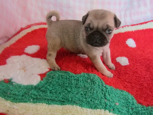 パグのサムネイル画像4