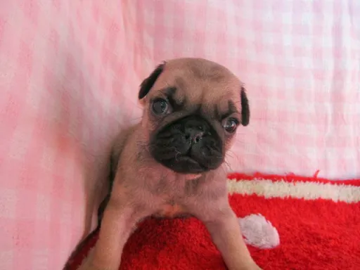 パグのサムネイル画像5