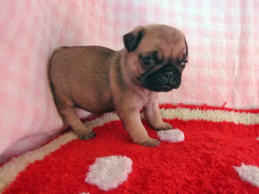 パグのサムネイル画像6