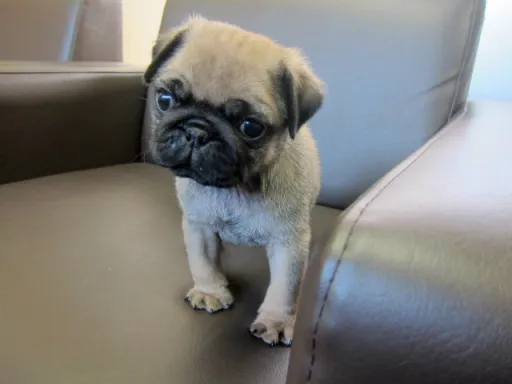 パグのサムネイル画像2