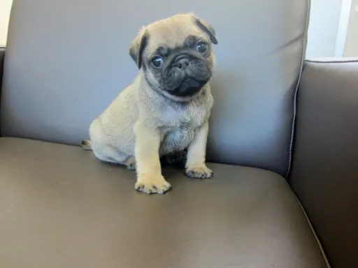 パグのサムネイル画像4