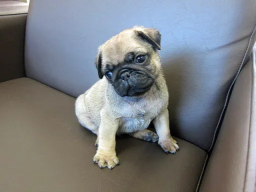 パグのサムネイル画像6