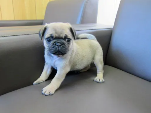 パグのサムネイル画像3