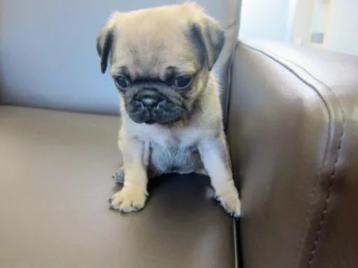 パグのサムネイル画像5