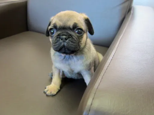 パグのサムネイル画像6