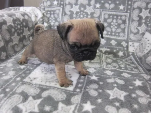 パグのサムネイル画像3