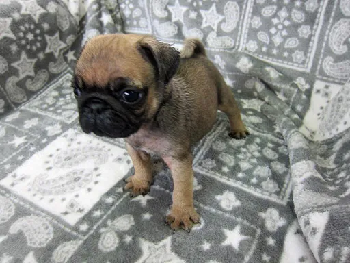 パグのサムネイル画像4