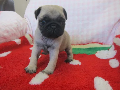 パグのサムネイル画像2