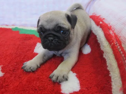 パグのサムネイル画像6