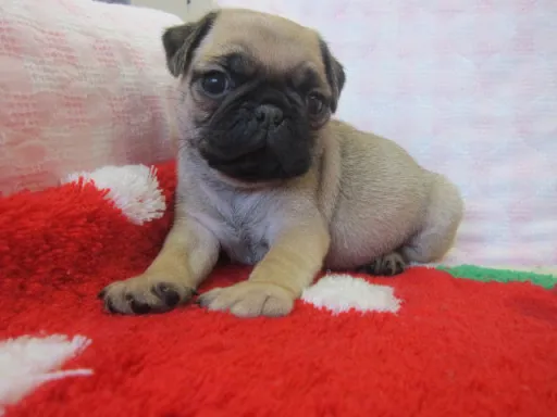 パグのサムネイル画像3