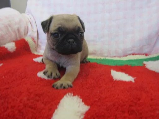 パグのサムネイル画像5