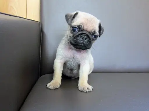 パグの子犬販売