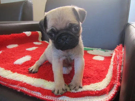 パグのサムネイル画像2