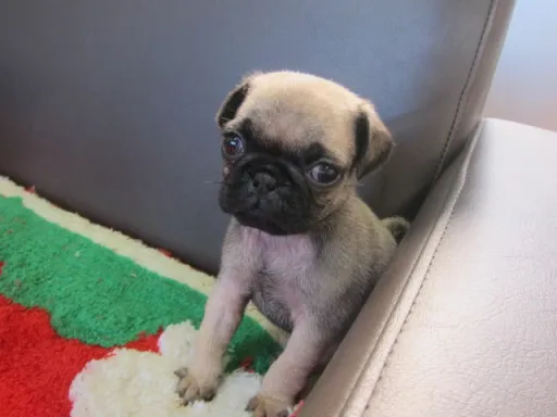 パグのサムネイル画像4