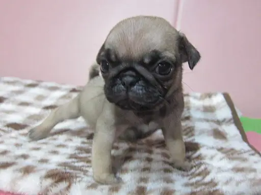 パグの子犬販売