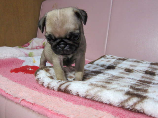 パグの拡大画像