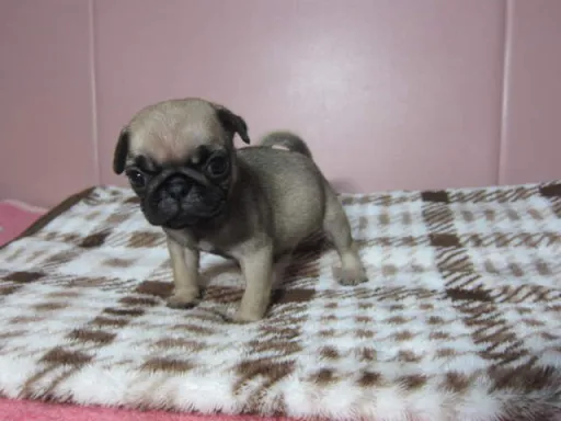 パグの子犬販売