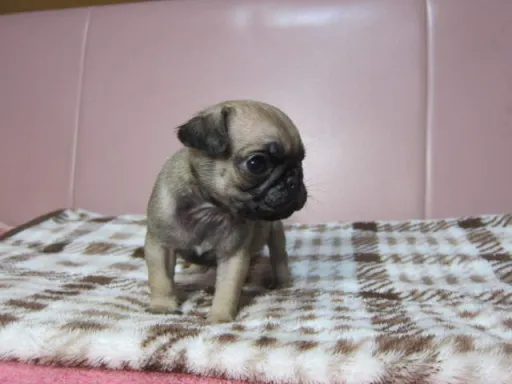 パグの子犬販売