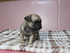 パグのサムネイル画像4