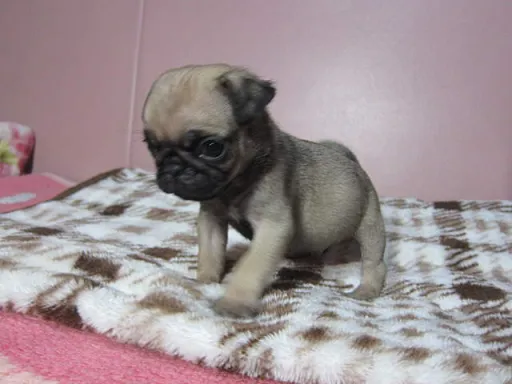 パグの子犬販売
