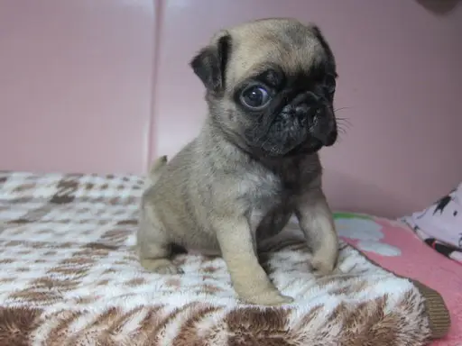 パグの子犬販売