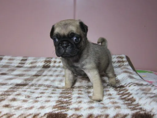 パグの子犬販売