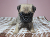 パグのサムネイル画像3