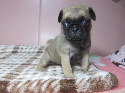 パグの子犬販売