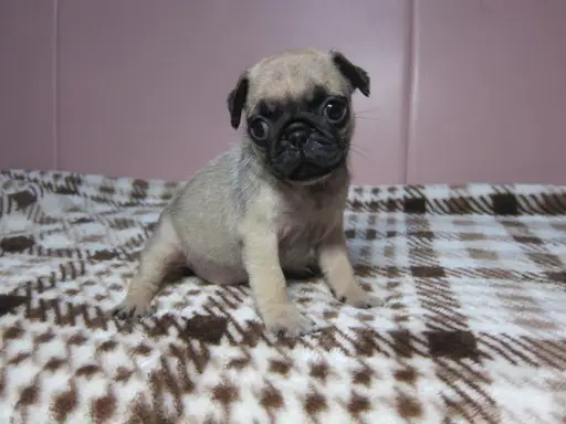 パグの子犬販売