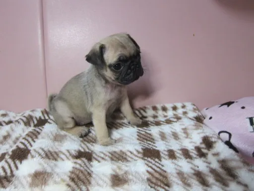 パグの子犬販売