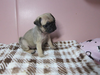 パグのサムネイル画像2