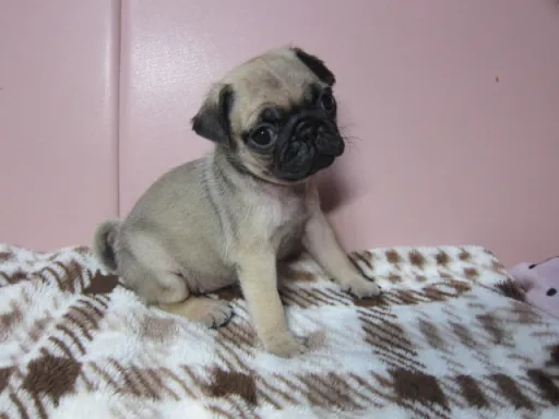 パグの子犬販売