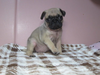 パグのサムネイル画像4