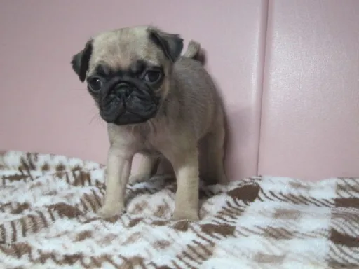 パグの子犬販売