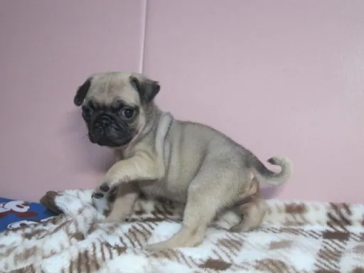 パグの子犬販売