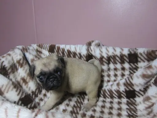 パグの子犬販売