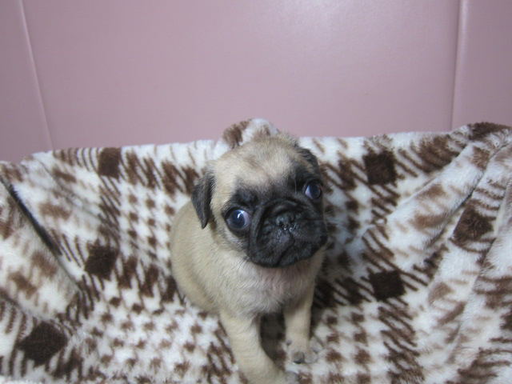 パグの拡大画像