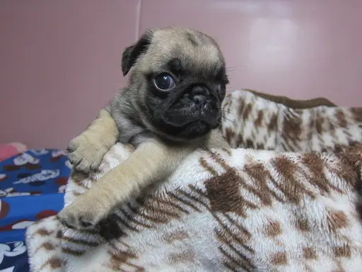 パグの子犬販売