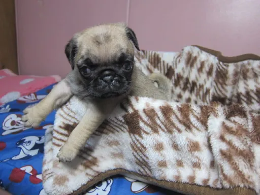 パグの子犬販売