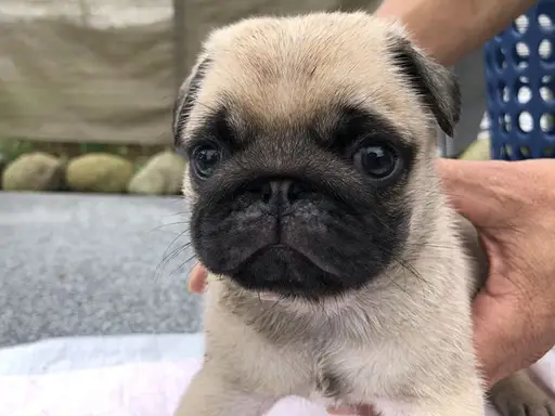 パグの子犬販売