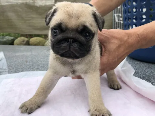 パグの子犬販売