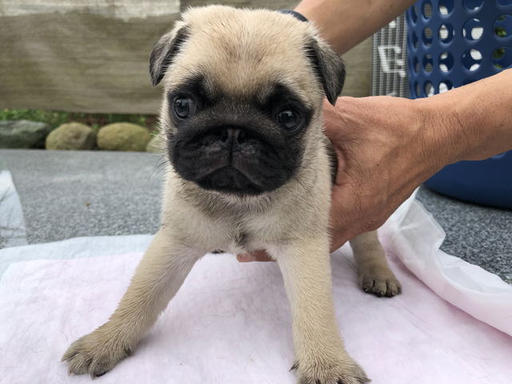 パグの拡大画像