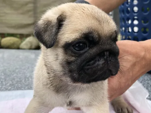 パグの子犬販売